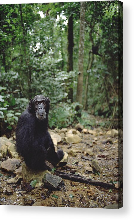 Feb0514 Acrylic Print featuring the photograph Chimpanzee Profile Gombe Stream by Gerry Ellis