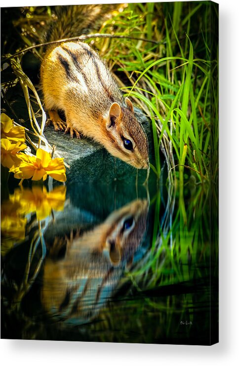 Chipmunk Acrylic Print featuring the photograph Chipmunk Reflection by Bob Orsillo