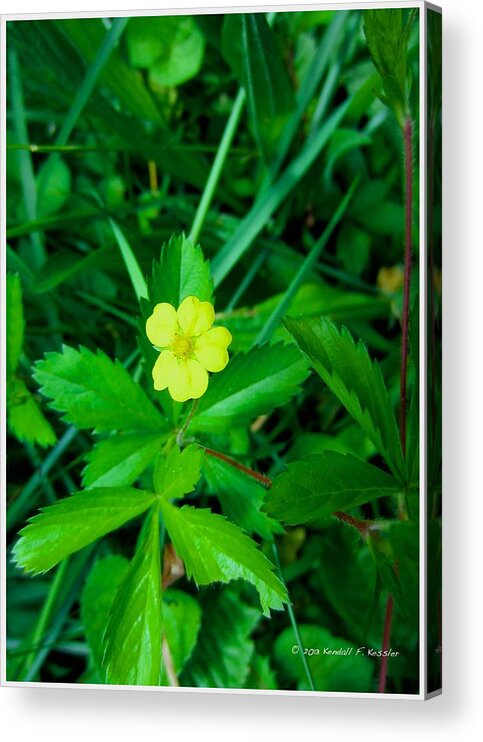  Yellow Acrylic Print featuring the photograph Cinqfoil Beauty by Kendall Kessler