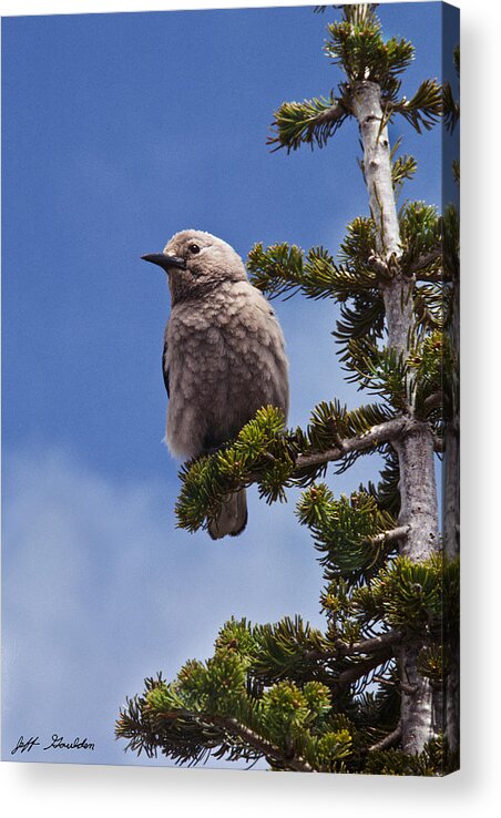 Animal Acrylic Print featuring the photograph Clark's Nutcracker in a Fir Tree by Jeff Goulden