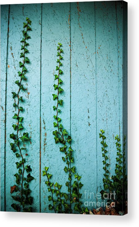 Climb Acrylic Print featuring the photograph Climbing Ivy by Amy Cicconi