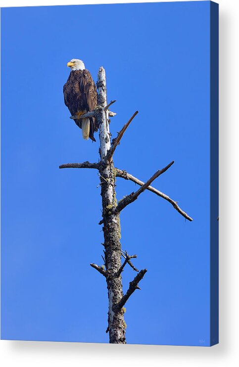 Bald Eagle Acrylic Print featuring the photograph Coastal Bald Eagle by Greg Norrell