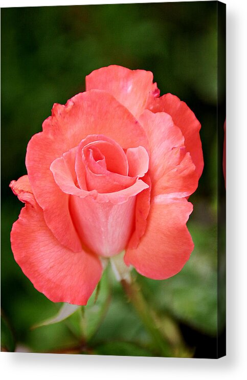 One Acrylic Print featuring the photograph Cobra Rose by Alexandra Till
