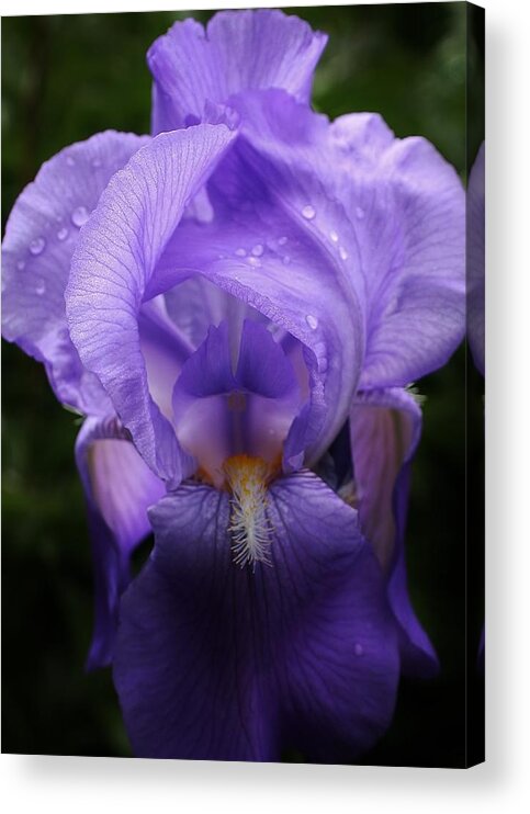 Flora Acrylic Print featuring the photograph Color My World Blue by Bruce Bley