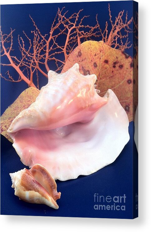 Conch Acrylic Print featuring the photograph Conch Still Life by Barbie Corbett-Newmin