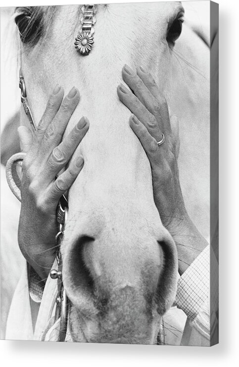 Animal Acrylic Print featuring the photograph Conchita Cintron Holding The Head Of A Horse by Henry Clarke