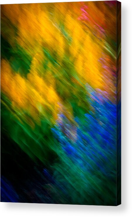 Flowers Acrylic Print featuring the photograph Cosmic Color by Christie Kowalski