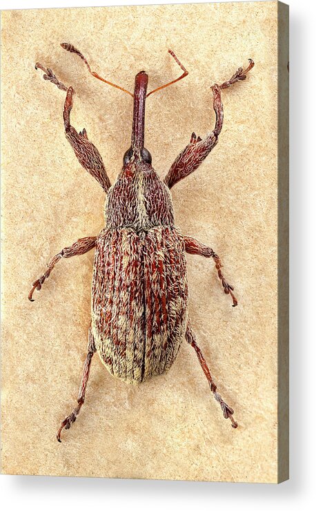 Agricultural Pest Acrylic Print featuring the photograph Cotton Boll Weevil by Natural History Museum, London