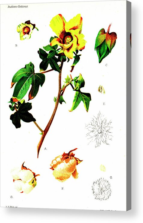 Cutout Acrylic Print featuring the photograph Cotton (gossypium Indicum And Gossypium Negelctum) by Collection Abecasis/science Photo Library
