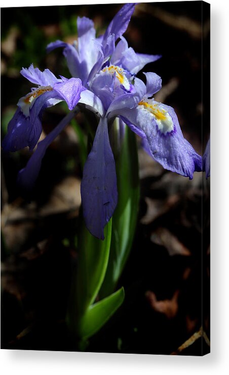 Crested Dwarf Iris Acrylic Print featuring the photograph Crested Dwarf Iris by Michael Eingle