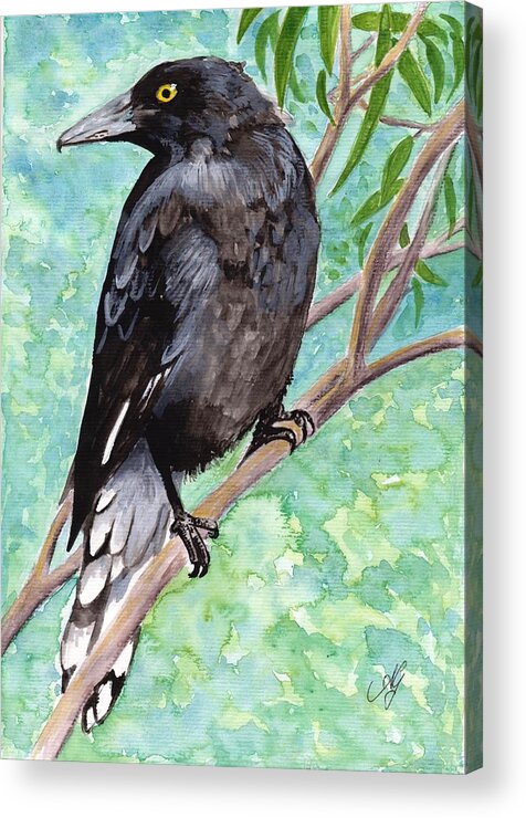 Australia Acrylic Print featuring the painting Currawong by Anne Gardner