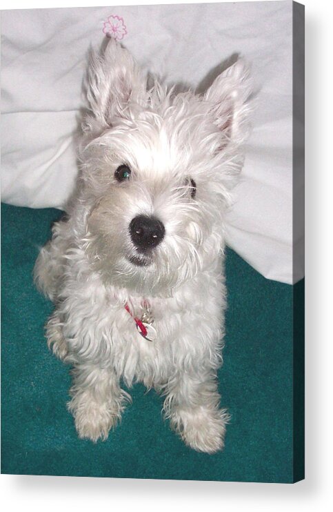 Dog Acrylic Print featuring the photograph Cute Westie Puppy by Charmaine Zoe