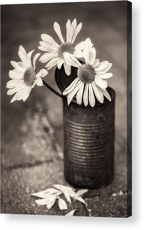 Nancy Strahinic Acrylic Print featuring the photograph Daisies Can by Nancy Strahinic
