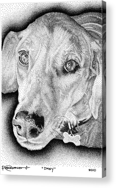 Lab Acrylic Print featuring the drawing Daisy by Rob Christensen