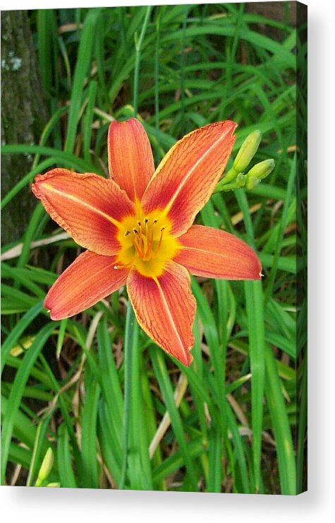 Day Lilly In Bloom Acrylic Print featuring the photograph Day lilly by Kenneth Cole