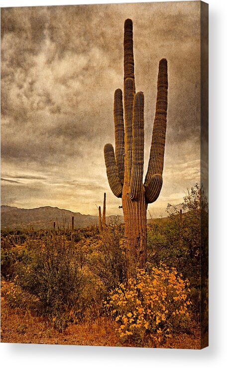 Cactus Acrylic Print featuring the photograph Desert Sentinels by Leda Robertson