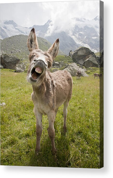 Braying Acrylic Print featuring the photograph Donkey Braying by Buena Vista Images