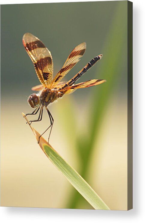 Dragonfly Acrylic Print featuring the photograph Dragonfly Dreams by Leda Robertson