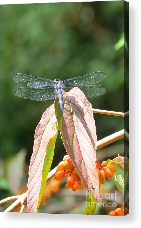 Dragonfly Acrylic Print featuring the photograph Dragonfly in Early Autumn by Anita Adams