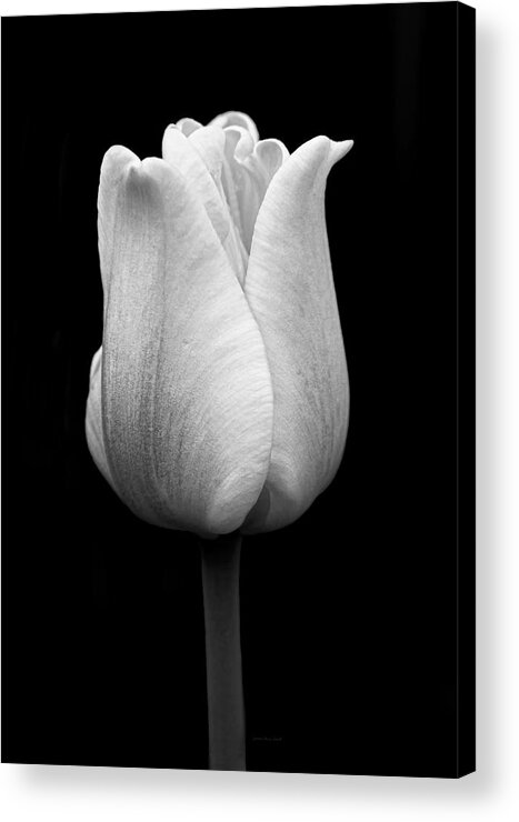 Tulip Acrylic Print featuring the photograph Dramatic Tulip Flower Black and White by Jennie Marie Schell