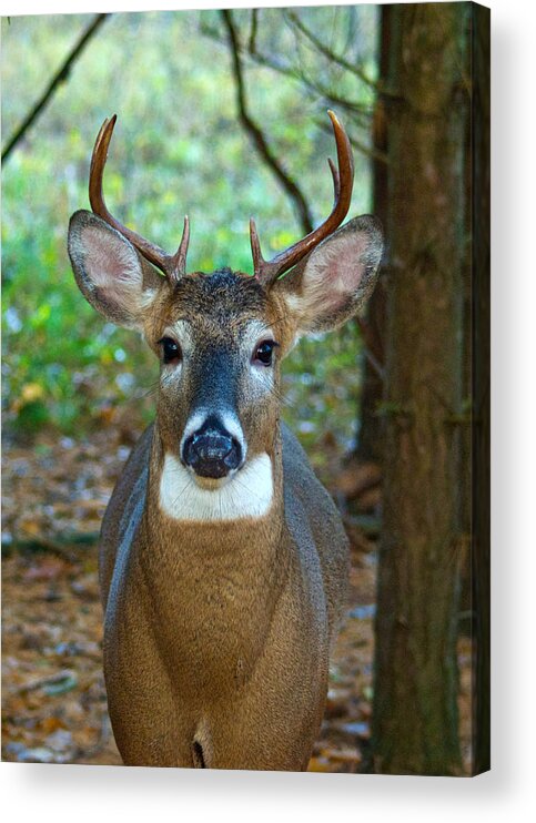 Whitetail Acrylic Print featuring the photograph Eight Point Face to Face by Michael Peychich