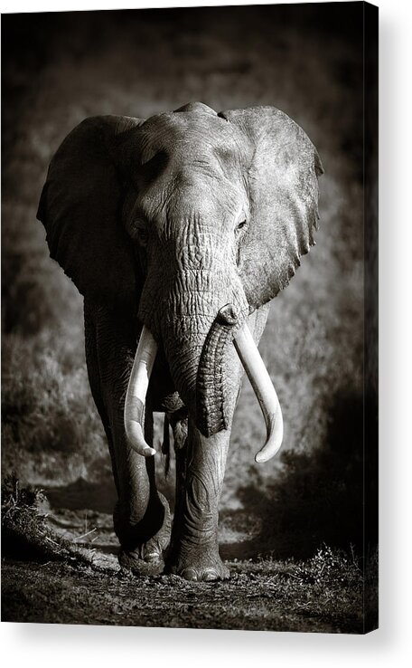Elephant Acrylic Print featuring the photograph Elephant Bull by Johan Swanepoel