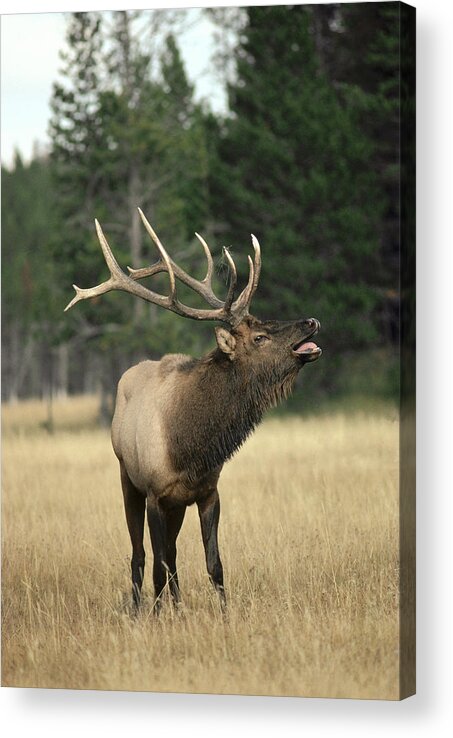 Feb0514 Acrylic Print featuring the photograph Elk Bull Bugling During Rut Yellowstone by Michael Quinton