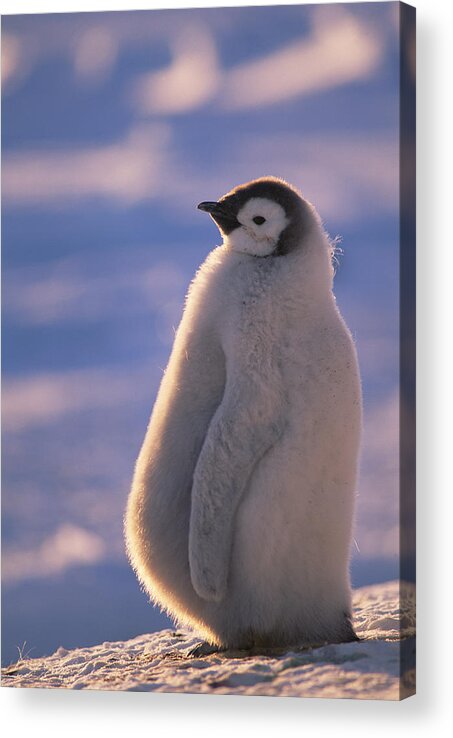 Feb0514 Acrylic Print featuring the photograph Emperor Penguin Chick Weddell Sea by Tui De Roy