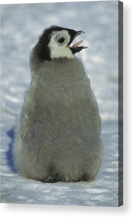 Feb0514 Acrylic Print featuring the photograph Emperor Penguin Young Chick Panting by Tui De Roy