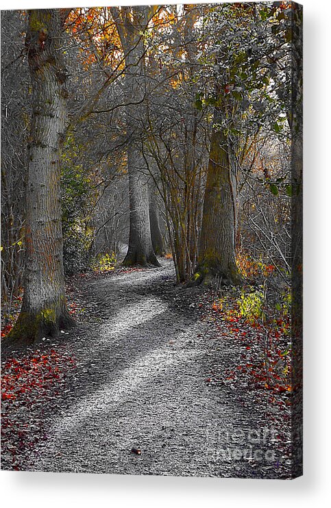 Burbage Common And Woods Acrylic Print featuring the photograph Enchanted Woods by Linsey Williams