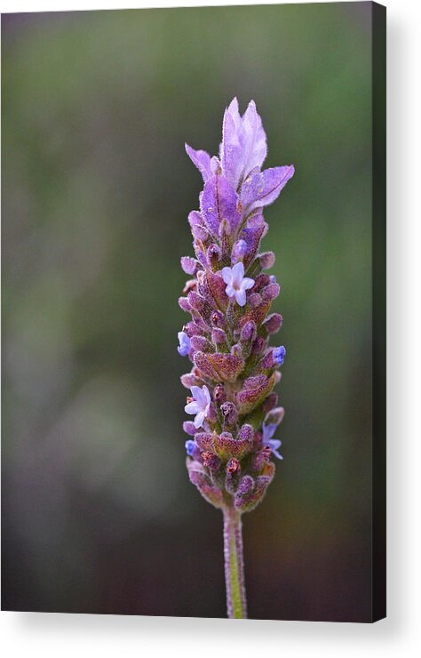 Lavender Acrylic Print featuring the photograph English Lavender by Rona Black
