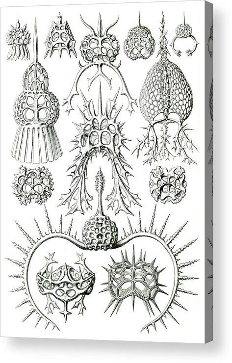 1904 Acrylic Print featuring the photograph Ernst Haeckel, Protozoa, Radiolaria by Science Source