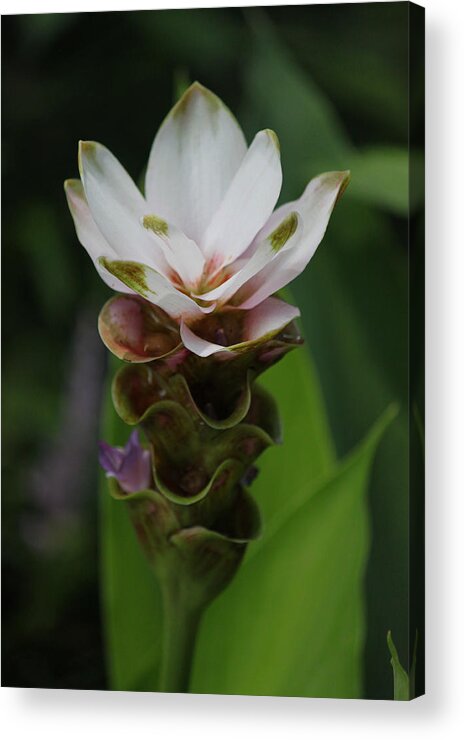 Photograph Acrylic Print featuring the photograph Exotic Shade Flower II by Suzanne Gaff
