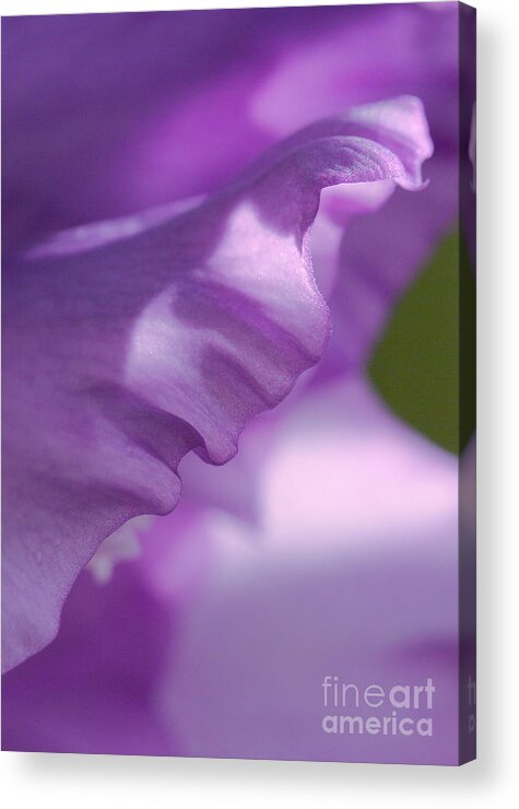 Flower Acrylic Print featuring the photograph Face in a Glad by Steve Augustin
