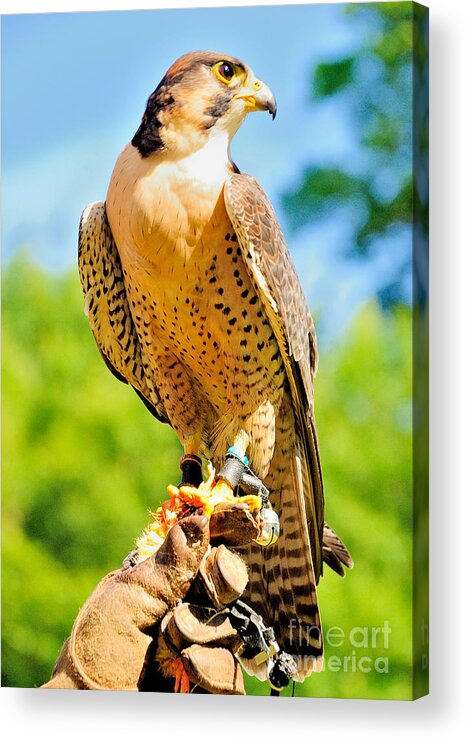Falcon Acrylic Print featuring the photograph Falcon by Nigel Fletcher-Jones