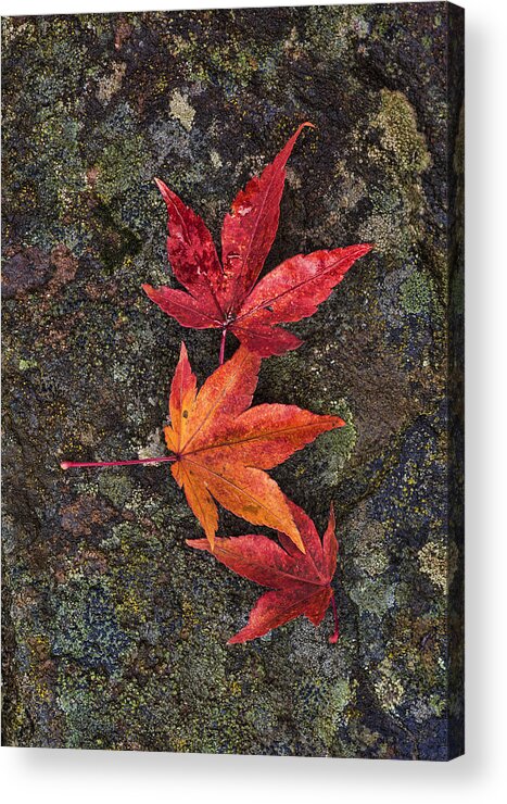 Red Acrylic Print featuring the photograph Fall Colors by Paul DeRocker
