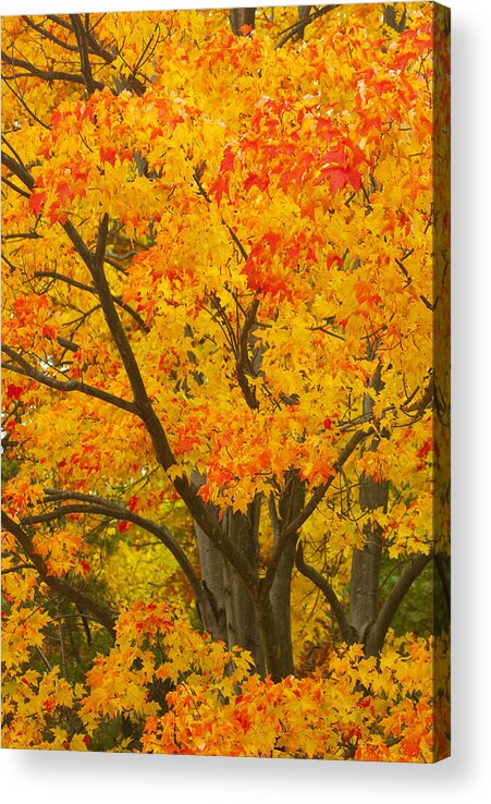 Fall Colors Acrylic Print featuring the photograph Fall in Pennsylvania by Paul W Faust - Impressions of Light