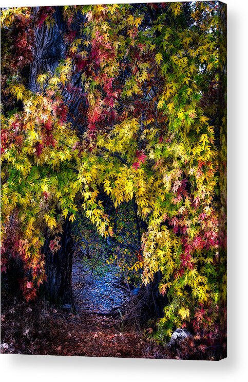 Landscape Acrylic Print featuring the photograph Fall Tunnel by Michael Ash