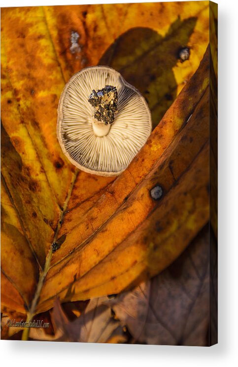 Mushroom Acrylic Print featuring the photograph Fall Wild Mushroom by LeeAnn McLaneGoetz McLaneGoetzStudioLLCcom