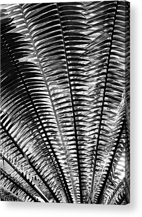 Ferns Acrylic Print featuring the photograph Fern Frond by Steven Ainsworth
