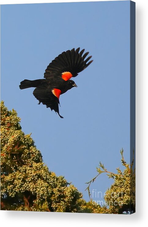 Blackbirds Acrylic Print featuring the photograph Final Approach by Geoff Crego