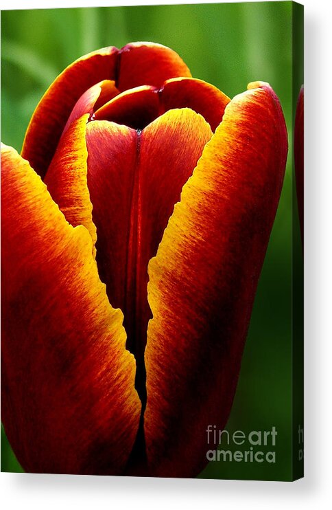 Two-tone Acrylic Print featuring the photograph Flaming Heart Tulip by Kathi Mirto