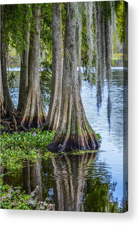 Cypress Trees Acrylic Print featuring the photograph Florida Cypress Trees by Carolyn Marshall