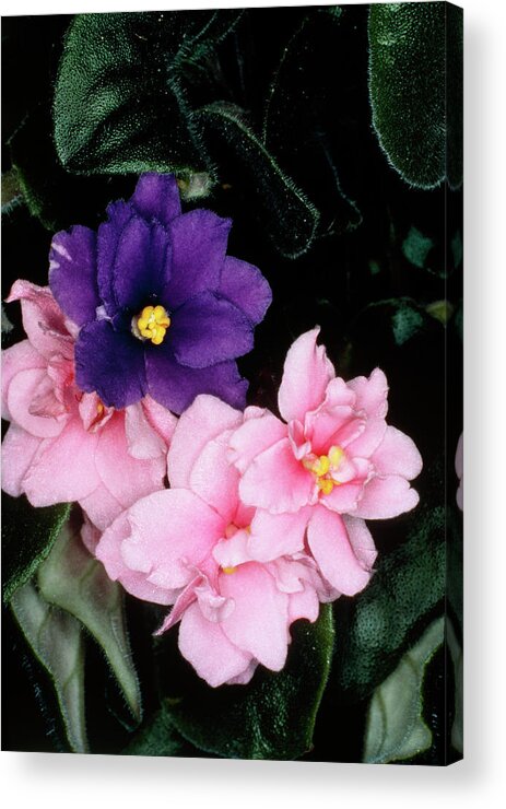 Transposon Acrylic Print featuring the photograph Flower Of Saintpaulia Ionantha - African Violet by Dr Jeremy Burgess/science Photo Library