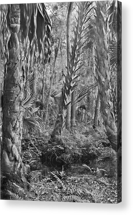 Black & White Landscape Acrylic Print featuring the photograph Forest Floor. Little Big Econ State Forest Seminole County. by Chris Kusik