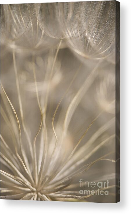 Andalucia Acrylic Print featuring the photograph Fragile by Anne Gilbert