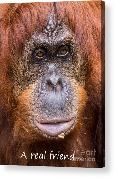 Monkey Acrylic Print featuring the photograph Friendship Card by Edward Fielding