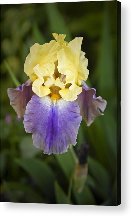 Iris Acrylic Print featuring the photograph Garden Beauty by Carol Erikson