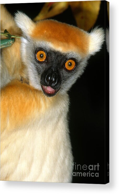 Golden-crowned Sifaka Acrylic Print featuring the photograph Golden-crowned Sifaka by Art Wolfe