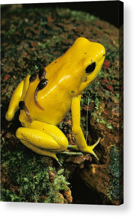 Feb0514 Acrylic Print featuring the photograph Golden Poison Dart Frog Male Carrying by Mark Moffett